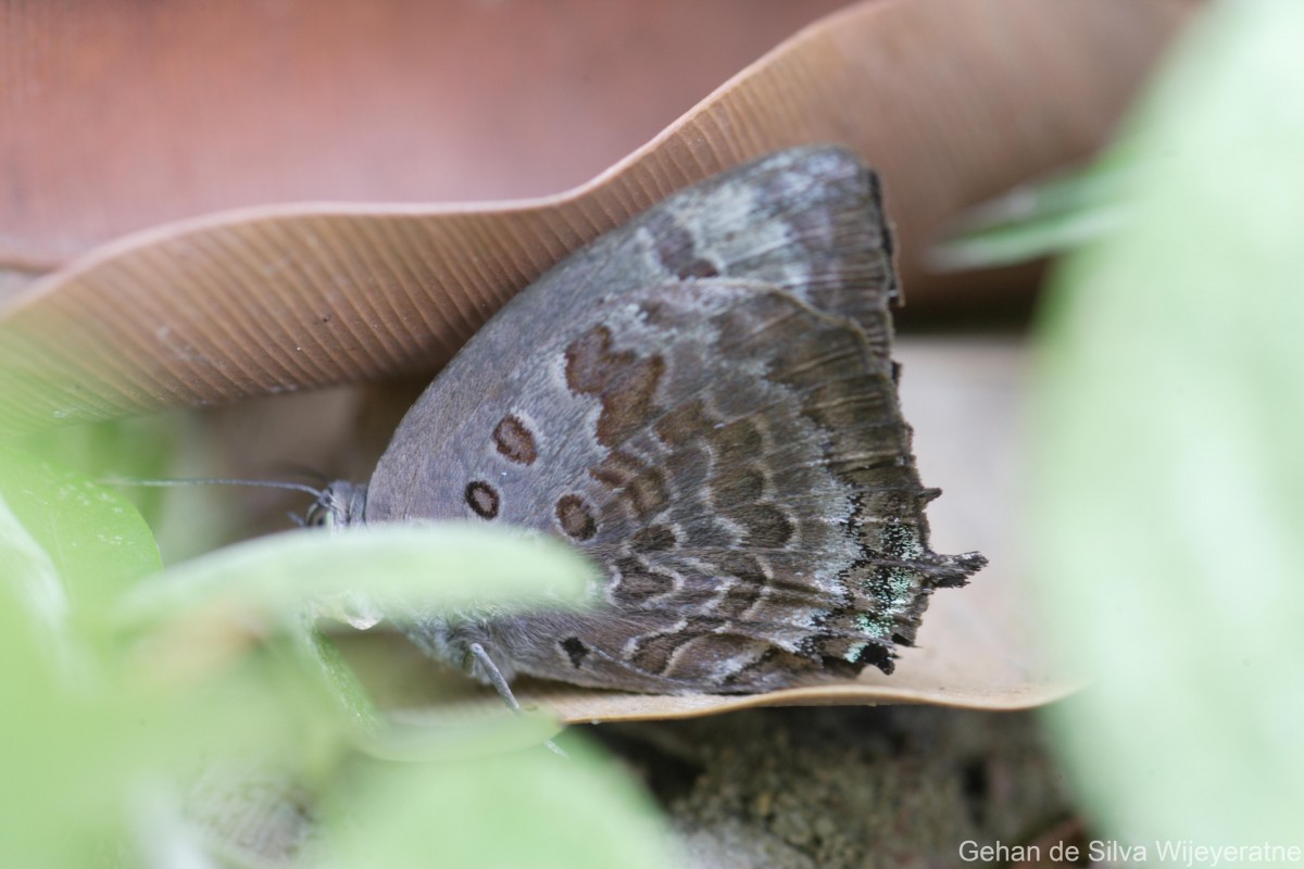 Arhopala amantes Hewitson, 1862